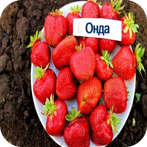 Рассада Клубники "Онда" > фото, описание